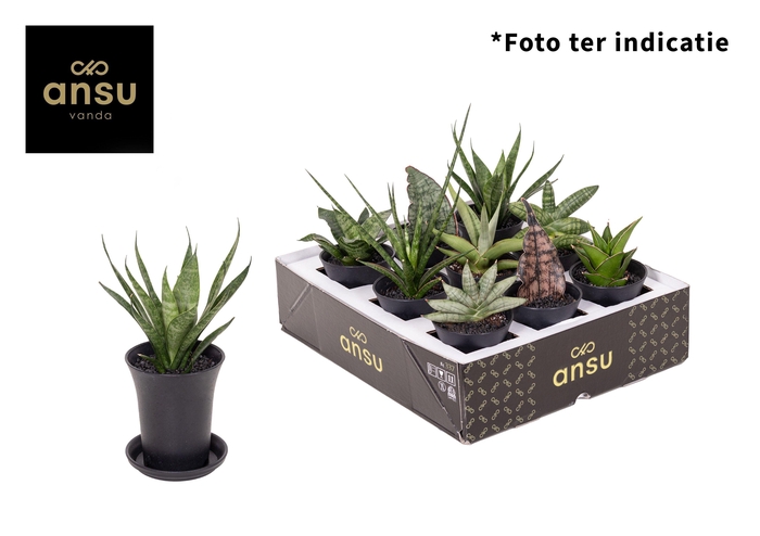 <h4>Sansevieria Mix in sierpot</h4>