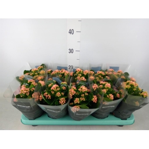 Kalanchoe blos. 'Serenity Apricot'