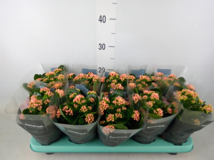 <h4>Kalanchoe blos. 'Serenity Apricot'</h4>