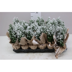 Chamaecyparis La Ellwoodii Snow Potcover Naturel