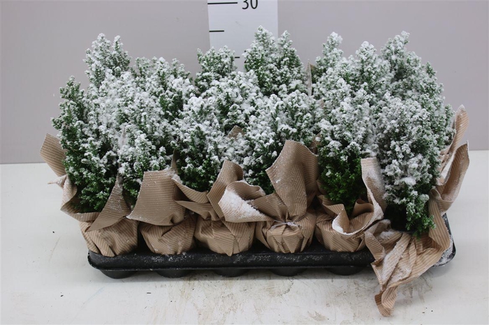 <h4>Chamaecyparis La Ellwoodii Snow Potcover Naturel</h4>