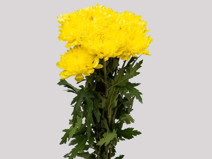 <h4>CRIS YELLOW SNOWDOWN 080 CM</h4>