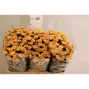 Chr San Rossi Salmon