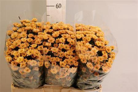 <h4>Chr San Rossi Salmon</h4>