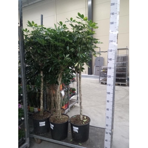 Schefflera arbor. 'Compacta'