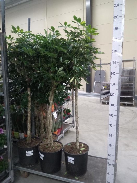 <h4>Schefflera arbor. 'Compacta'</h4>