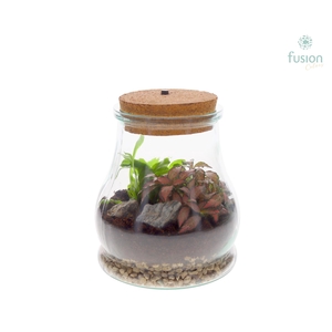 Terrarium Druppel met LED verlichting met arrangement