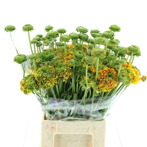 Ran Ponpon Merlino Orange Super