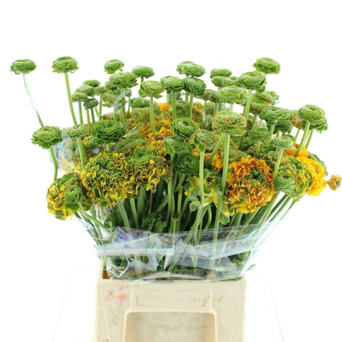 <h4>Ran Ponpon Merlino Orange Super</h4>