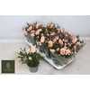 Ro Rosaroma Pink