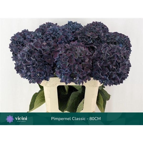 <h4>Pimpernel Classic - 80CM</h4>