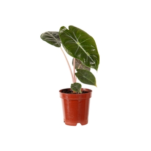 ALOCASIA PINK DRAGON P09