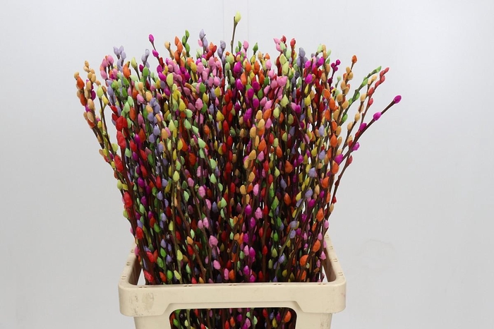 <h4>Salix Caprea Snow Flake P. Rainbow Mix</h4>
