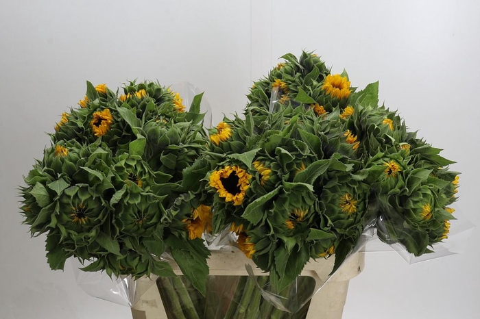 Helianthus Orange Fire