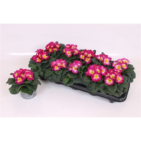 <h4>Primula Acaulis P10.5 - RoseBicolour</h4>