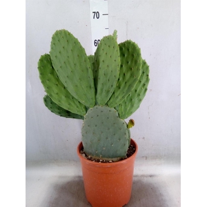 Opuntia