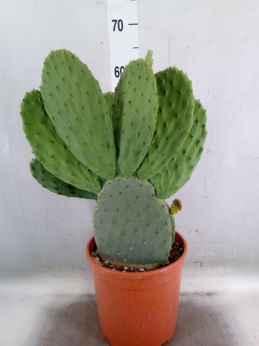 <h4>Opuntia</h4>