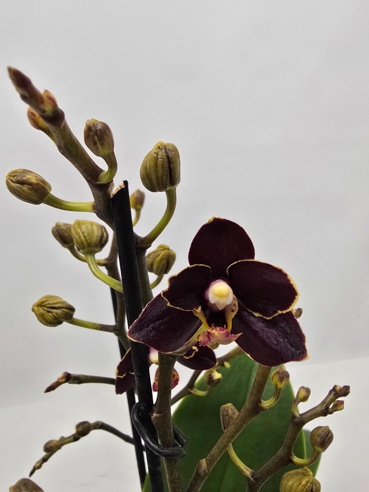 <h4>Limited 65 week 10</h4>