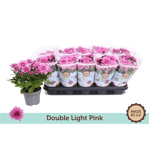 Chrysant Double Light Pink