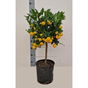 CITR MICROCARPA