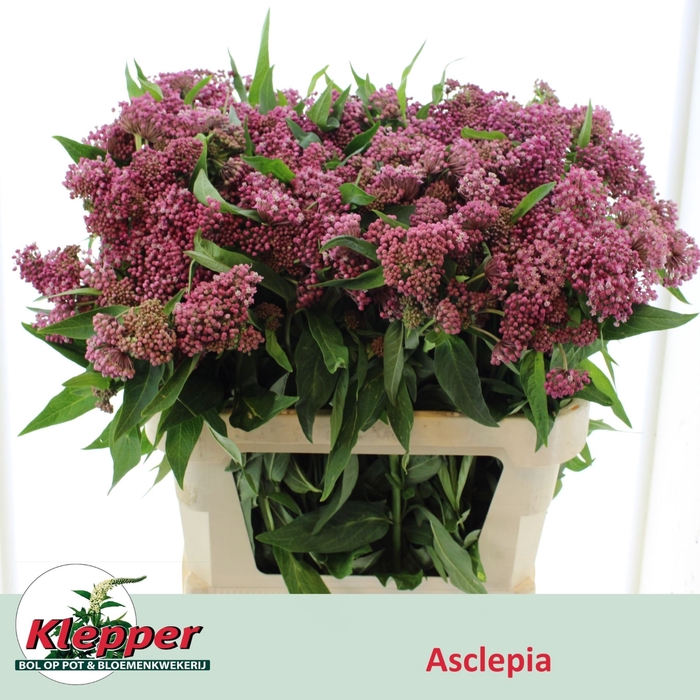 <h4>ASCLEPIAS INCARNATA 'CINDERELLA'</h4>
