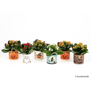 KALANCHOE BLOSSF P6 E 4717