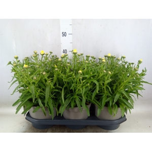 Leucanthemum sup. 'Snow Lady'