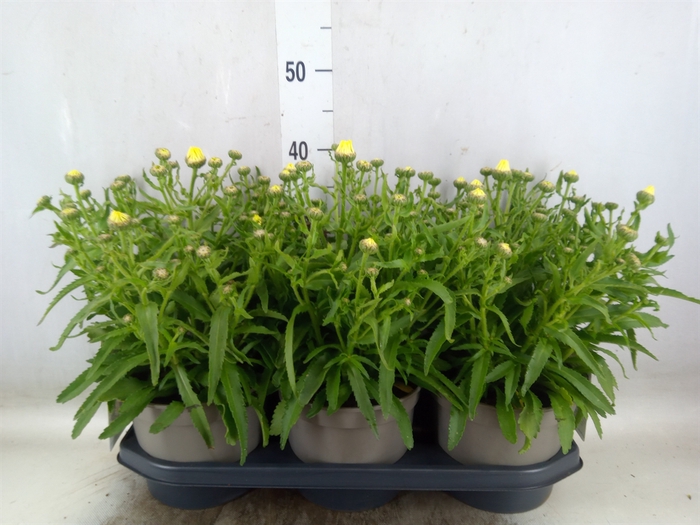 <h4>Leucanthemum sup. 'Snow Lady'</h4>