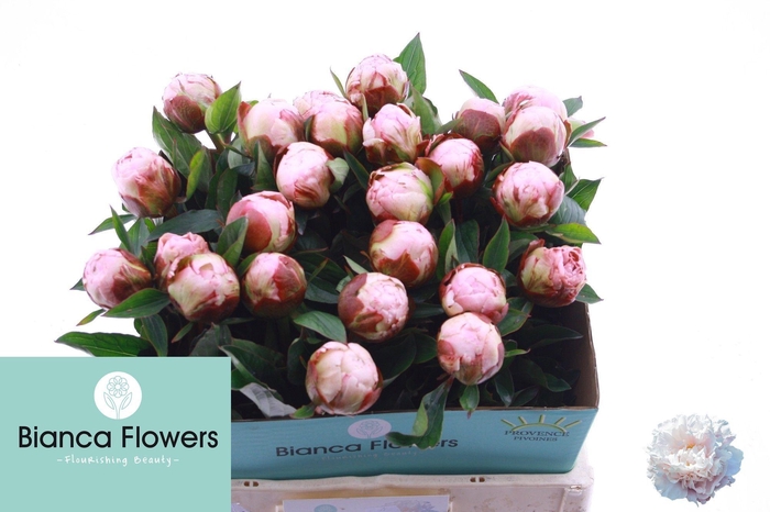 <h4>PAEO L GARDENIA</h4>