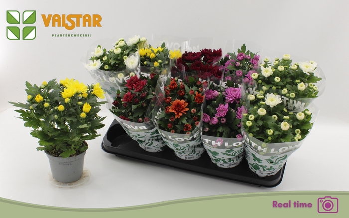 <h4>CHRYS GEM 6 KL</h4>