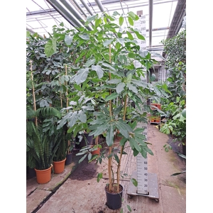 Schefflera Amate