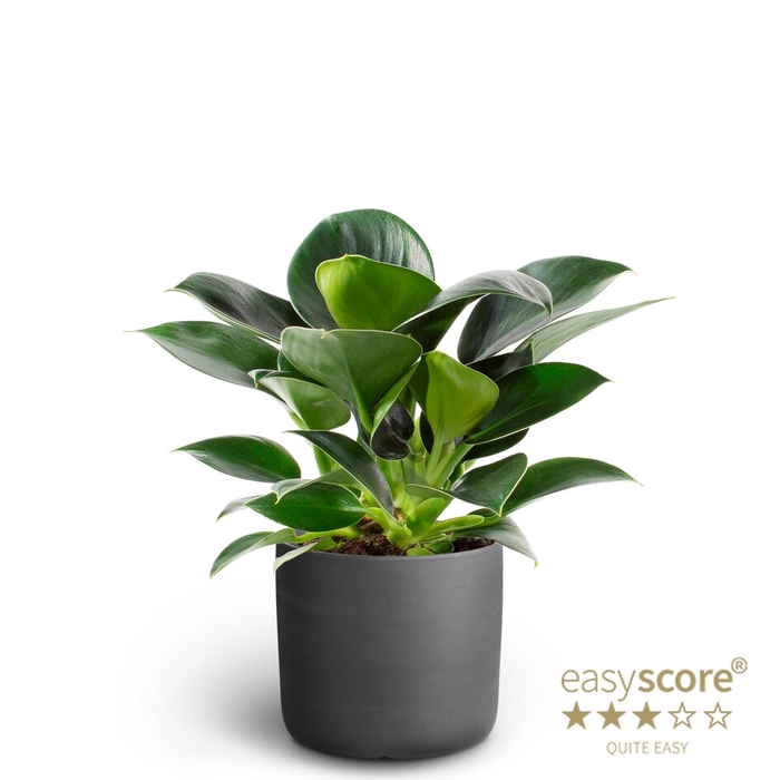 PHILODENDRON ERUBESCENS P10 RAW BLACK