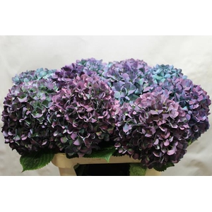 Hydrangea pimpernel classic aubergine