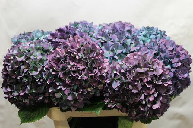 <h4>Hydrangea pimpernel classic aubergine</h4>