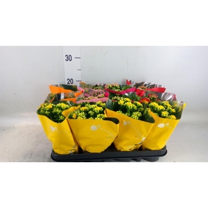 Kalanchoe blos.   ..rosebud mix  5