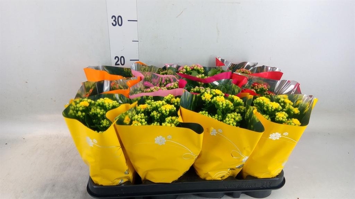 <h4>Kalanchoe blos. ..rosebud mix 5</h4>