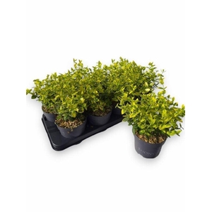 EUONYMUS FO EM GOLD