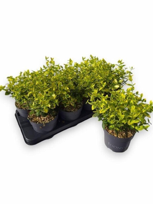 <h4>EUONYMUS FO EM GOLD</h4>