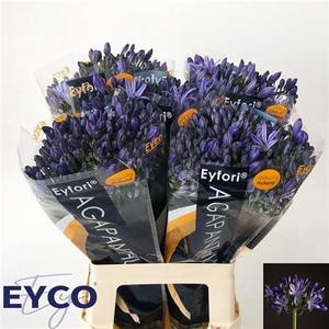 Agap Eyfori Blue