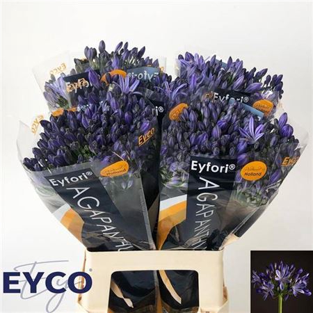 <h4>Agap Eyfori Blue</h4>