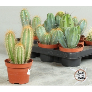 Cactus overig