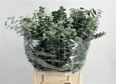 <h4>Euca Baby Blue Short 150gr P Bunch</h4>