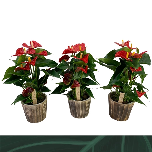 <h4>Anthurium Andreanum Grp Aristo</h4>