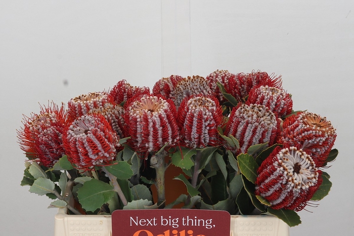 <h4>Banksia Coccinea</h4>