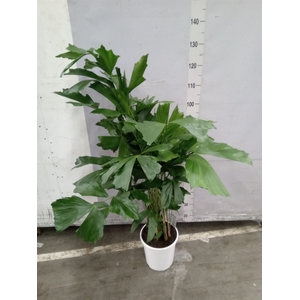 Caryota mitis