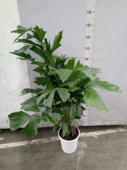 <h4>Caryota mitis</h4>