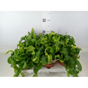 Epiphyllum guatem. var. monstrosa