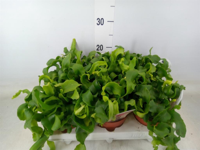 <h4>Epiphyllum guatem. var. monstrosa</h4>