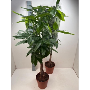 PACHIRA AQUATICA