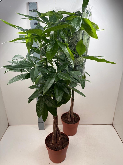 <h4>PACHIRA AQUATICA</h4>